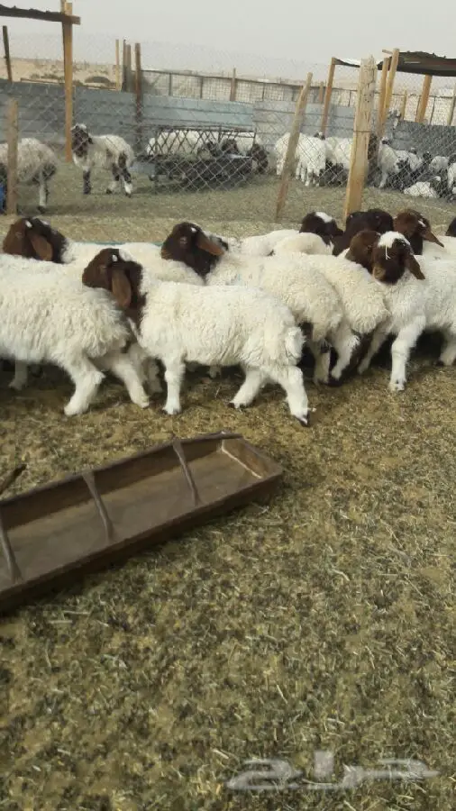 هرافى  فاخره نعيم الحد 540 (image 8)