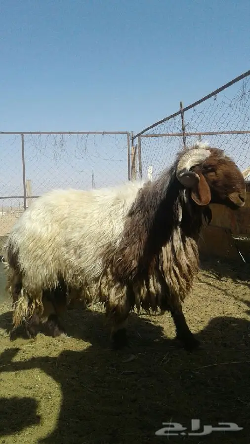 فحل نعيمي طيب جدا