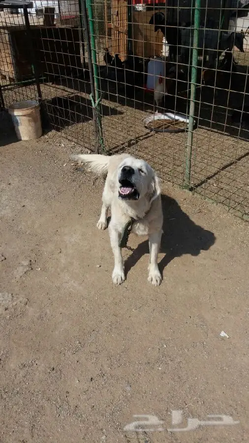 جراء لبرادور (image 4)