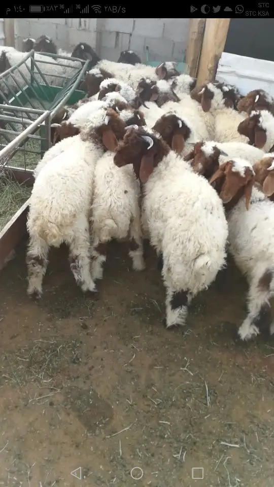 نعيم هرافي 33 كلها خرفان  (image 4)