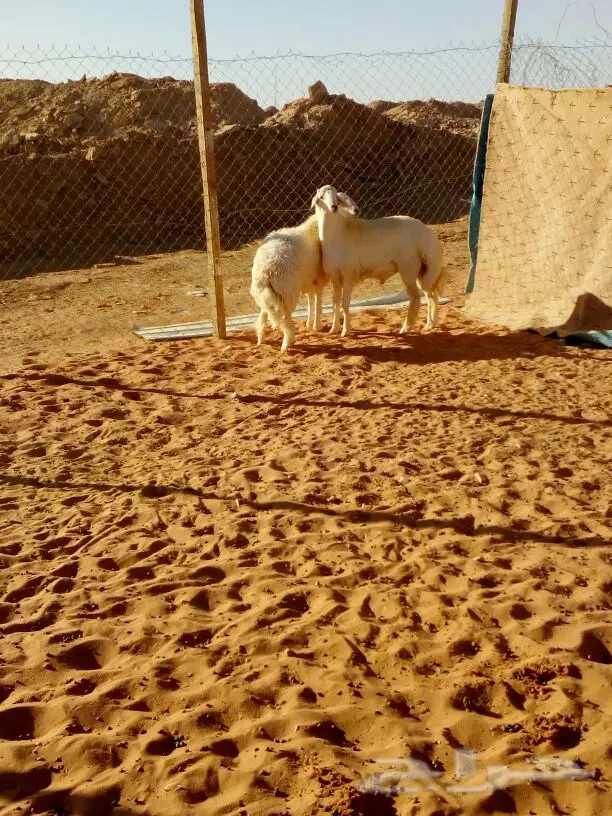 طليان حريه جذعان  (image 5)