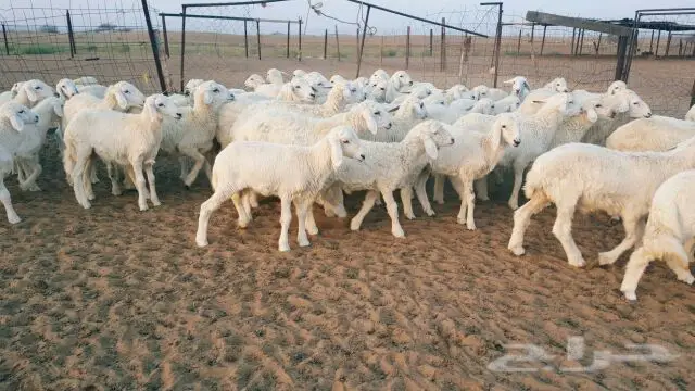 طليان ورخال حرية 