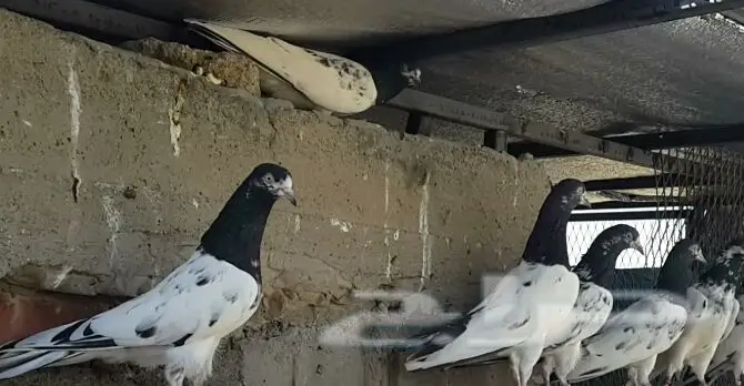 طبات تيدي صافيه 3