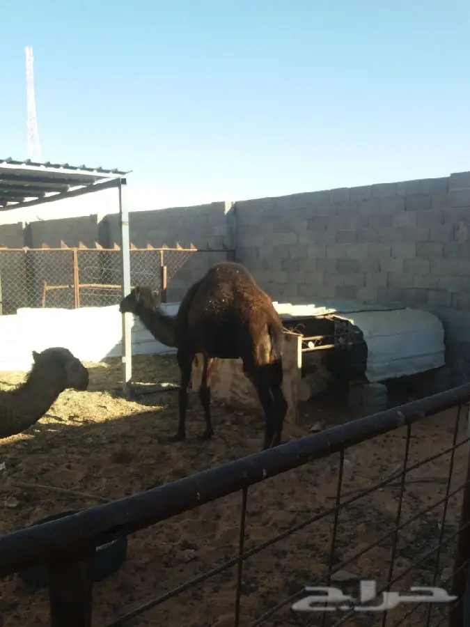 قعود مفرود طيب  (image 1)