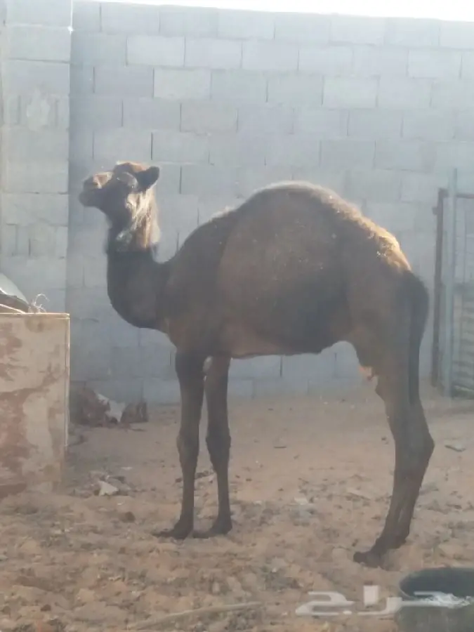 قعود مفرود طيب  (image 4)