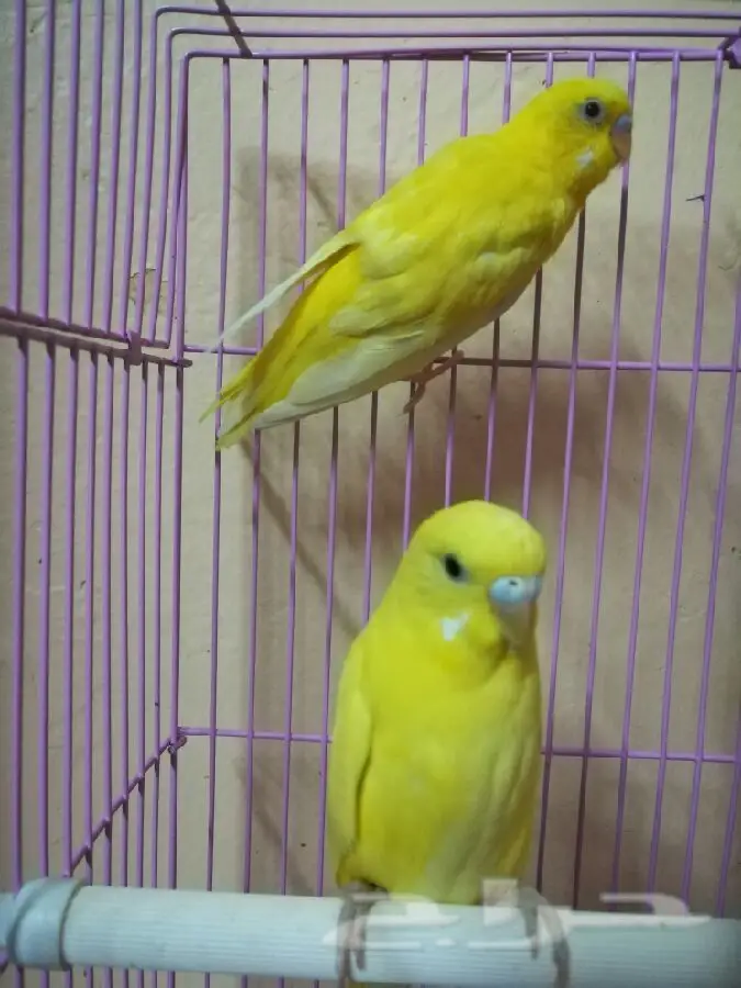 بادجي لاتينو (image 2)