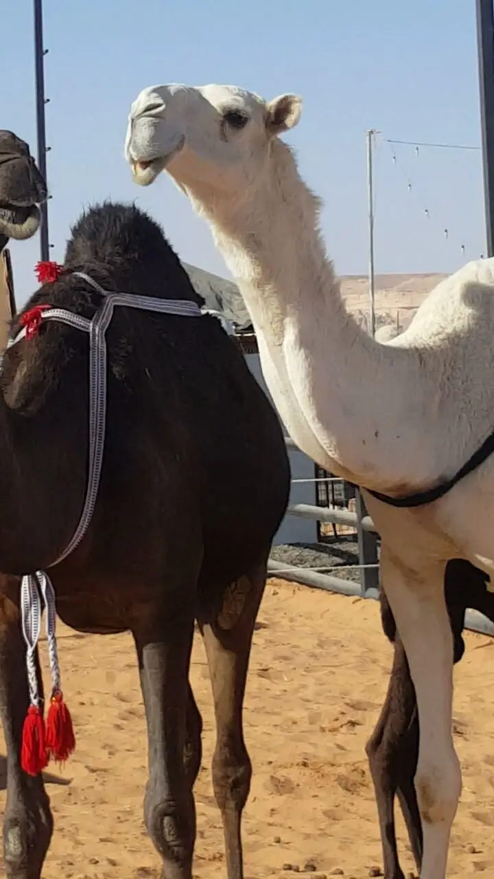 خفوت وضحى رباع ضروبه للبيع (image 5)