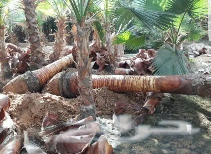 نخيل واشنطونيا وعربي مثمر - للبيع (image 2)