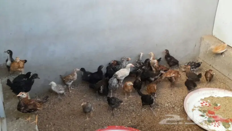 صوص بلدي. (image 4)