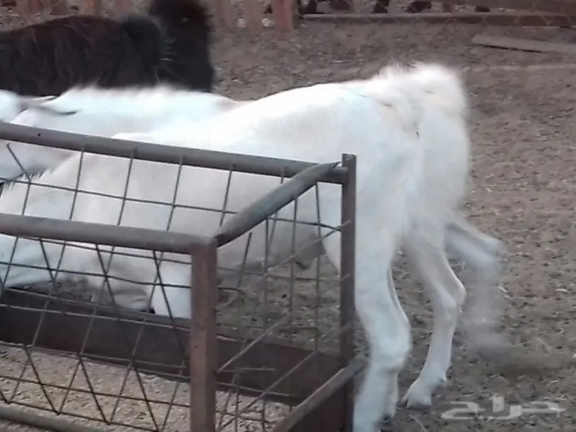 ذبايح حري سواكني تيوس بالذبح والتوصيل (image 16)