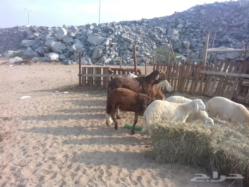 ذبايح حري سواكني تيوس بالذبح والتوصيل (image 8)