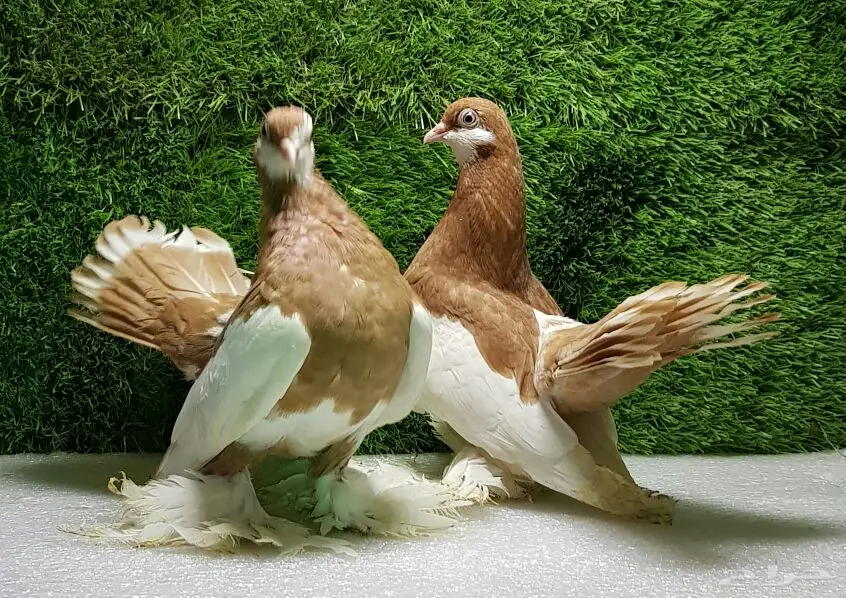 فولكا اصفر (image 1)