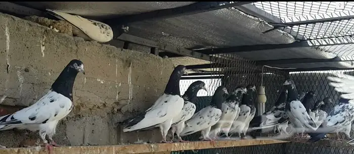 طبات تيدي صافيه 2