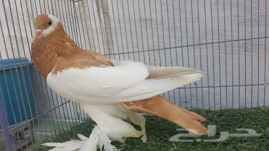 ذكر نفاخ  و  أنثى فيس  (image 1)