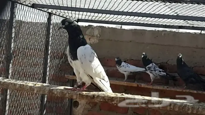 طبات تيدي صافيه 26