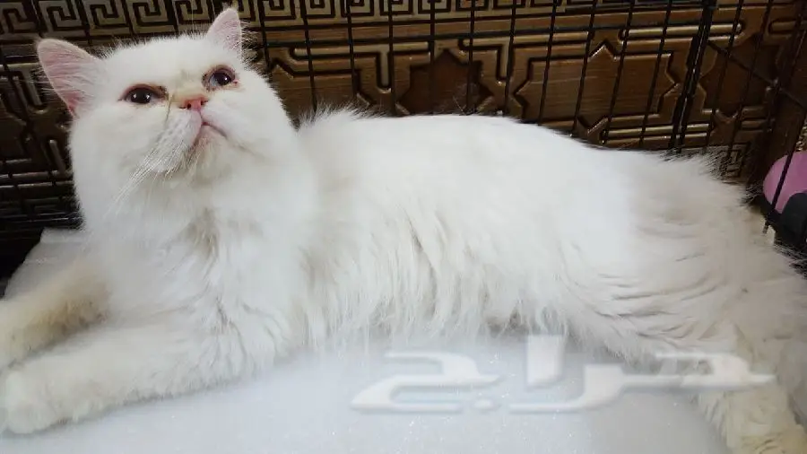 قط فحل هاف بكي 700 ريال (image 2)