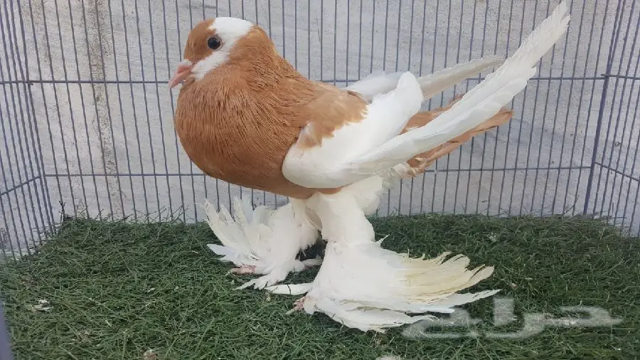 ذكر نفاخ  و  أنثى فيس  (image 2)