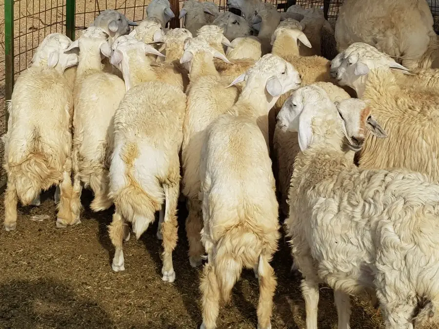 ذبيحتك مفصلة و موصلة لباب بيتك راجع التقييمات (image 104)