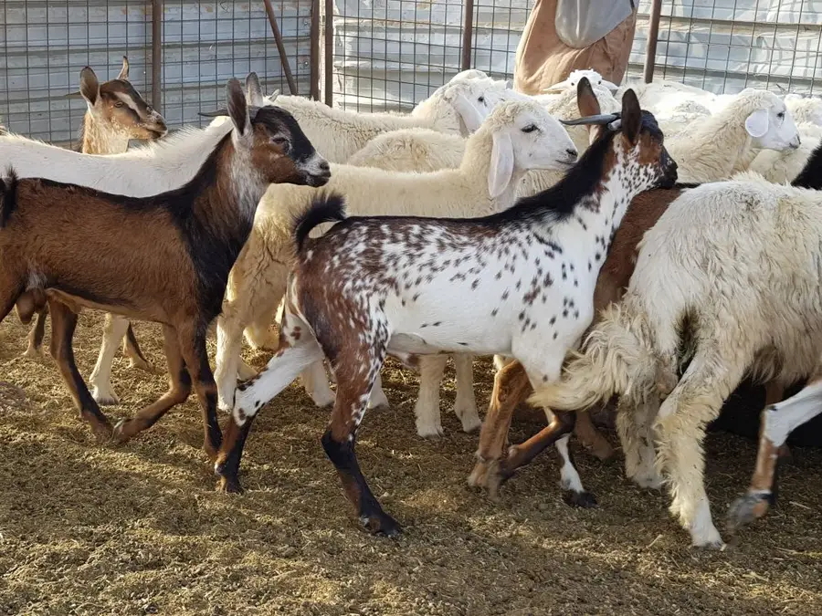 ذبيحتك مفصلة و موصلة لباب بيتك راجع التقييمات (image 97)