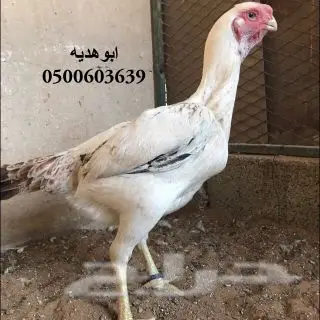 صوص فارسي حجازي فواااخر (image 5)