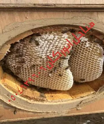 عسل سدراصلي عشرين الف اذا اتضح عليه تغذيه (image 1)