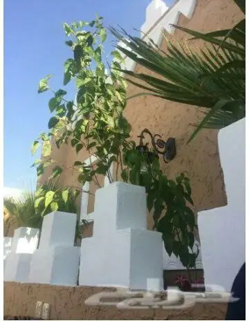 غرف ومجالس وجلسات تراثية شعبي مشابه تراثية (image 79)
