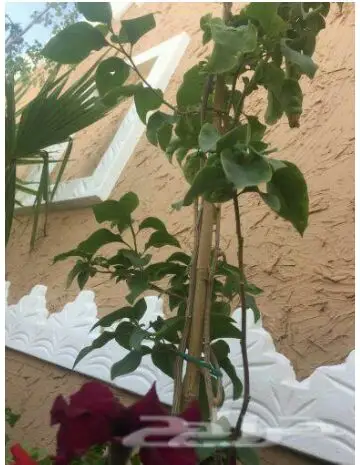 غرف ومجالس وجلسات تراثية شعبي مشابه تراثية (image 92)