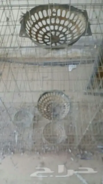 شبوك حمام (image 8)