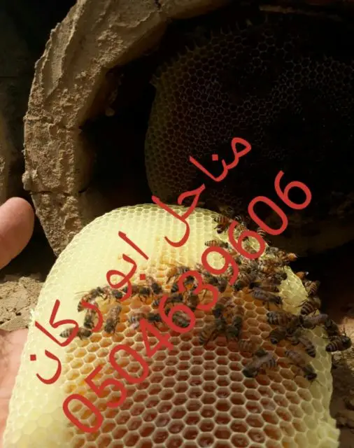 عسل سدراصلي عشرين الف اذا اتضح عليه تغذيه (image 9)