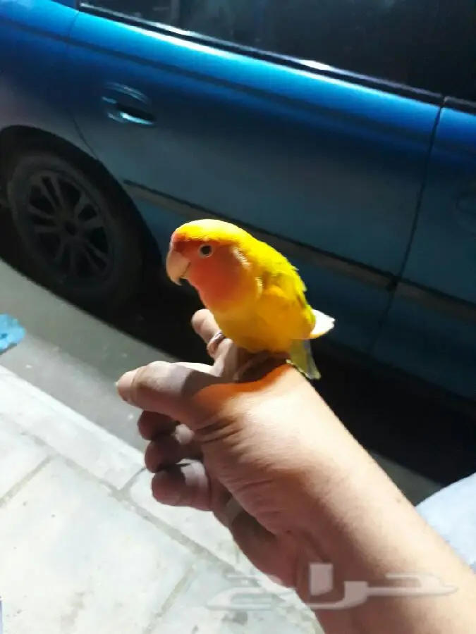 روز اليف ولعوووب جدا (image 3)