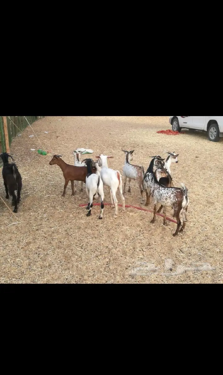 ذبيحتك مفصلة و موصلة لباب بيتك راجع التقييمات (image 89)