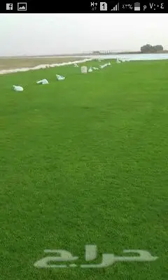 ثيل وزرع جميع المسطحات