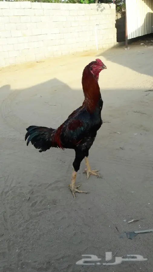 ديك باكستاني (image 2)