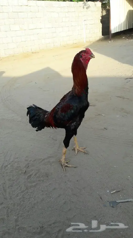 ديك باكستاني (image 1)