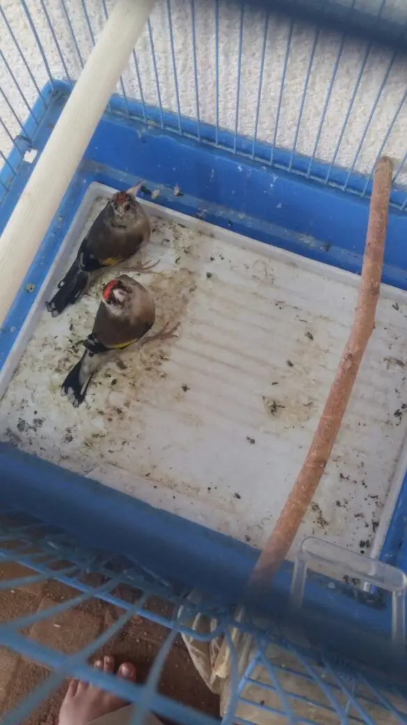 زوج حسون سوري  (image 1)