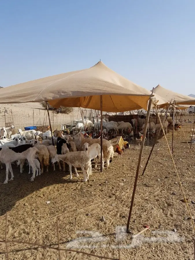 غنم حريات مقاني (image 1)