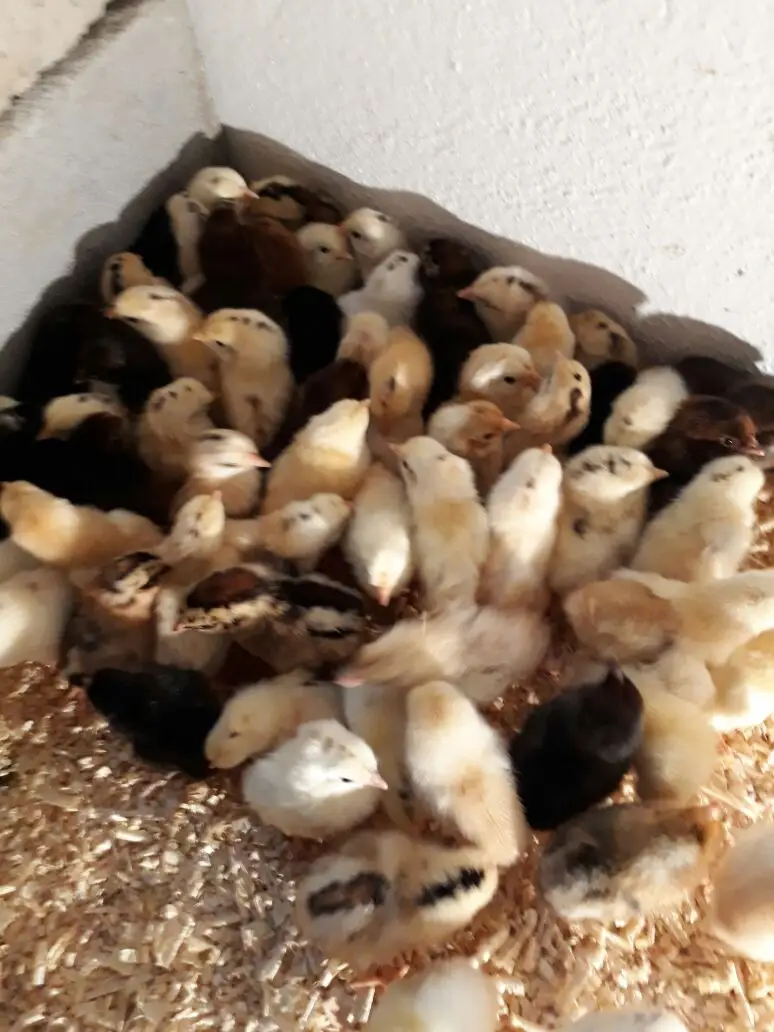 صوص بلدي وفيومي (image 6)