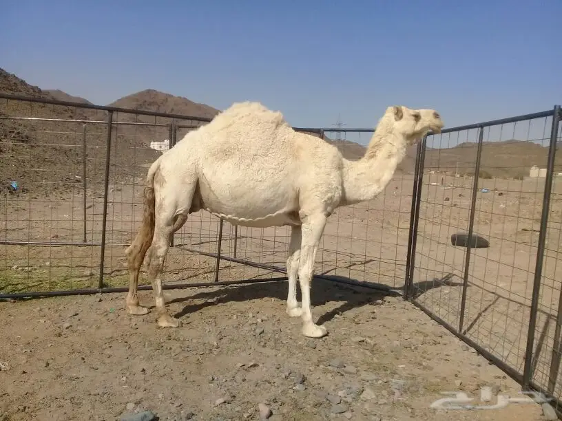 لقحة ملاقي بتلد وضحة ياهل الوضح والحليب (image 1)