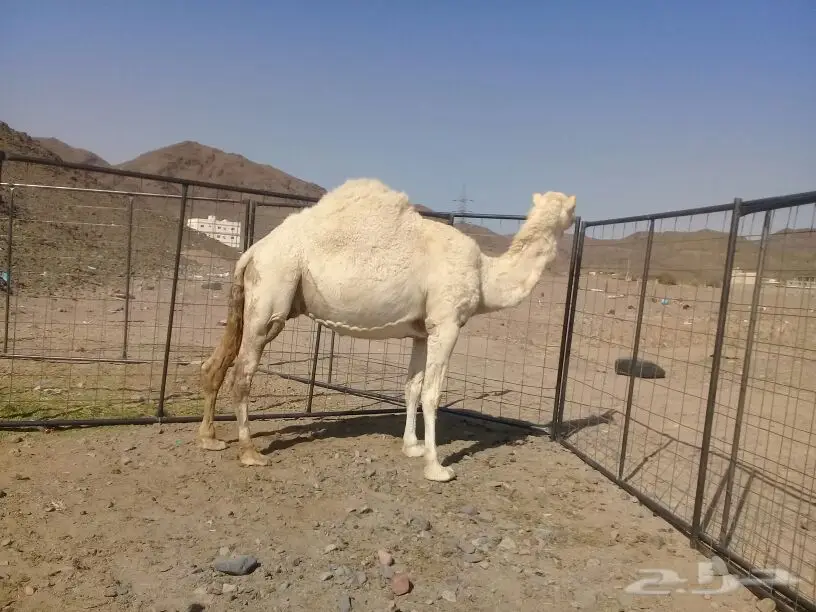 لقحة ملاقي بتلد وضحة ياهل الوضح والحليب (image 2)