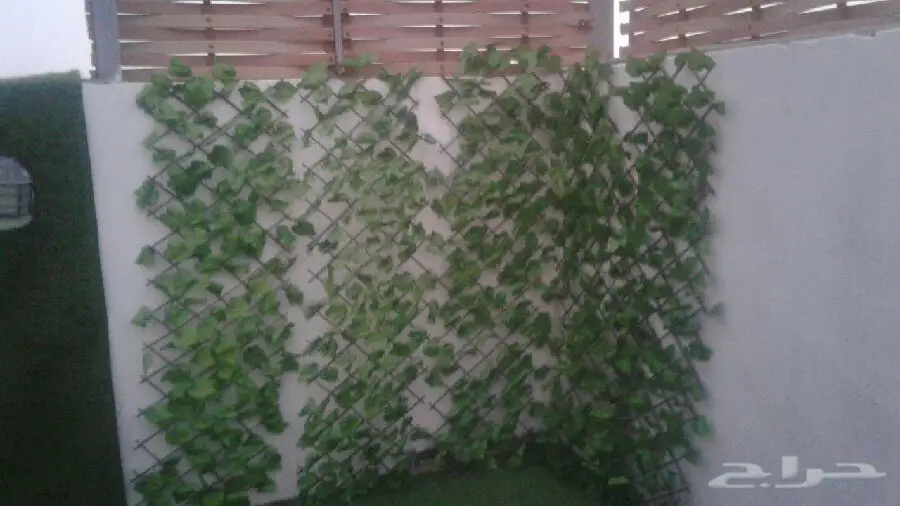 مشتل  درة الجزيرة  (image 2)