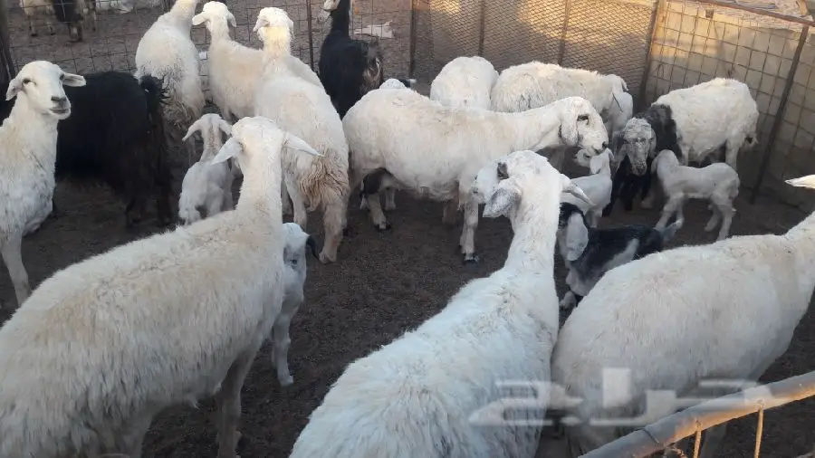 القصيم الشمطاء (image 2)