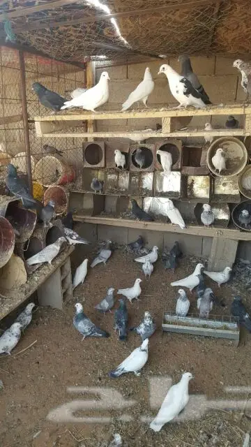 للبيع عشة حمام حوالي 30 جوز (image 1)
