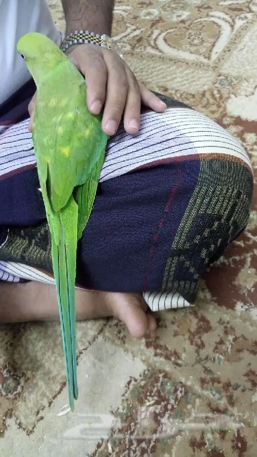 ببغاء دراه هندي أنثى  أليفه  (image 2)