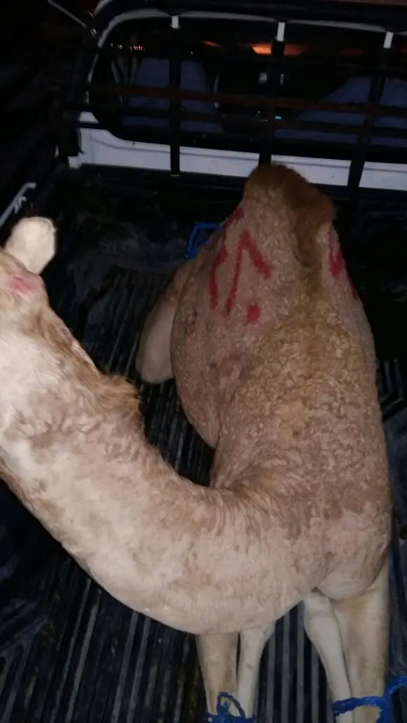 ملحمة روابي تهامة للحاشي البلدي  (image 4)