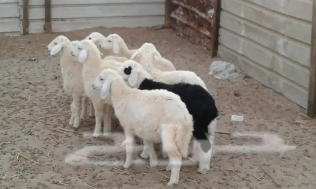 حريات بهم للبيع  (image 6)