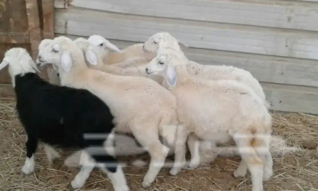 حريات بهم للبيع 