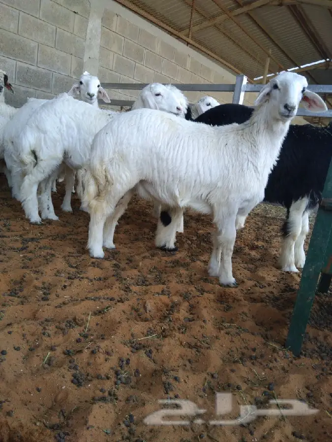 ذبيحه فل شحم وطرف  (image 2)