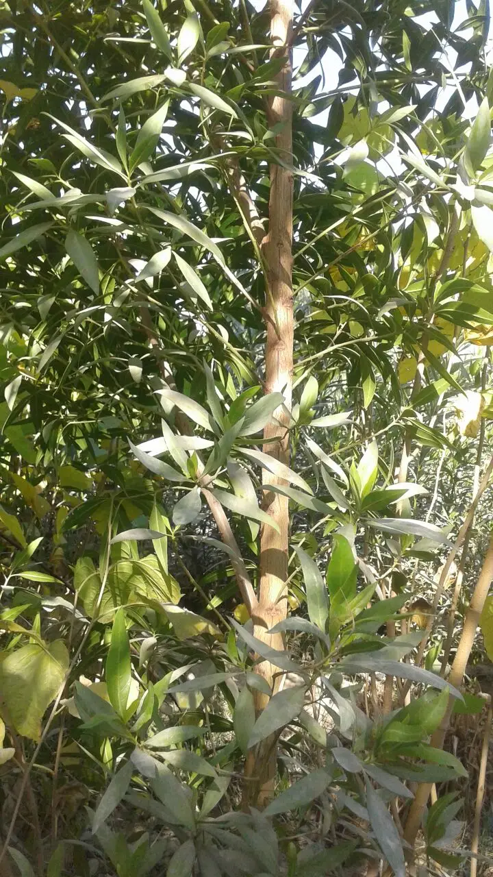 مشتل درة الجزيرة  (image 3)