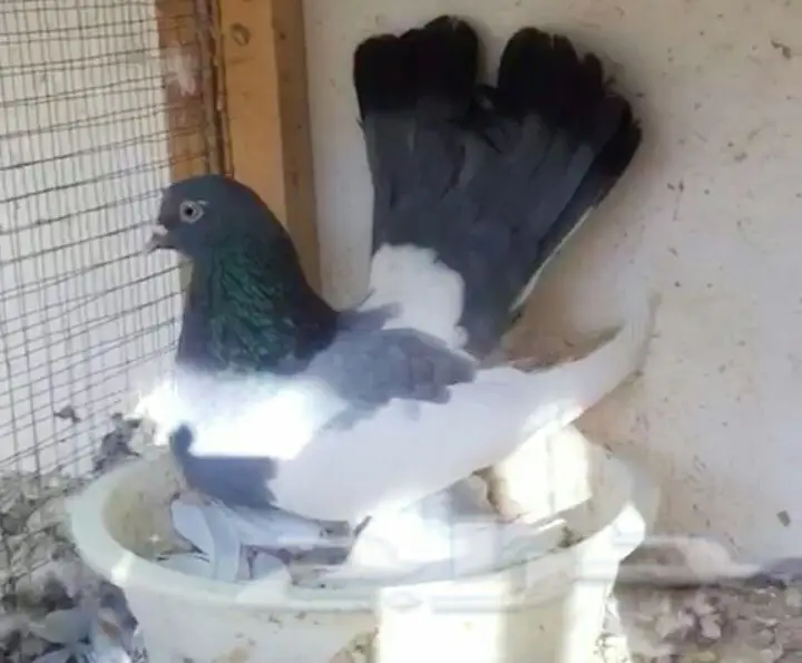 فولكا ازرق بانتاجاته Top  (image 9)