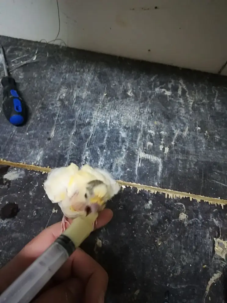 فرخ كناري سوري غر